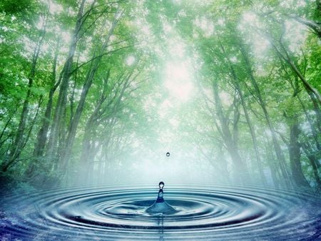 Radiant - drops of water, trees, water ripples, misty