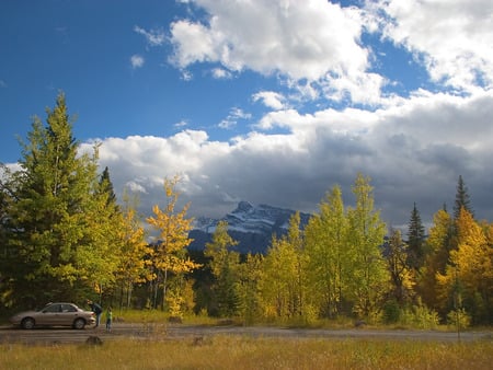 Green Forest - roadway, forest, car, grass, pine trees