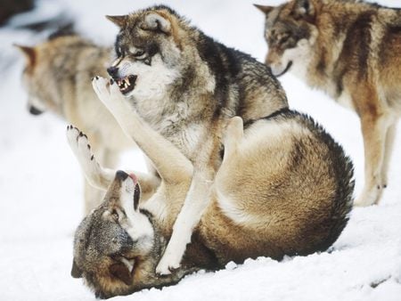 Angry Wolves - wolves, snow, dominate, winter, angry