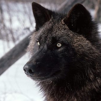 Tundra Wolf, Alaska