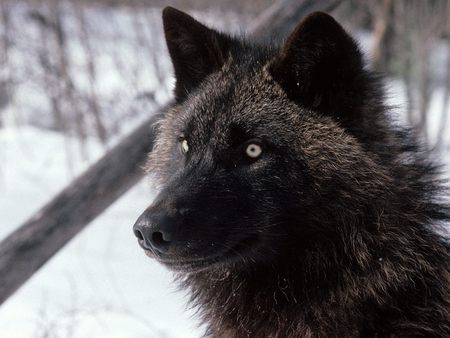 Tundra Wolf, Alaska - trees, winter, black wolf, tundra, snow, alaska