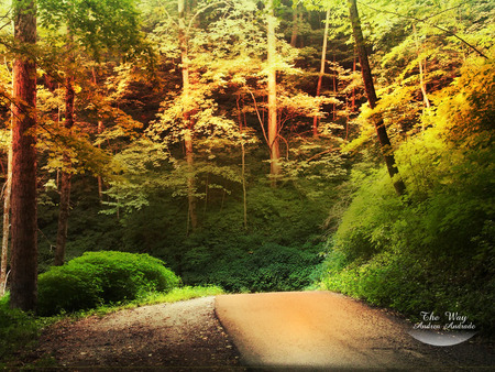 The Way - bendy road, sunlight, forest