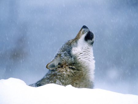 Winter Howl - winter, snow falling, howl, grey wolf