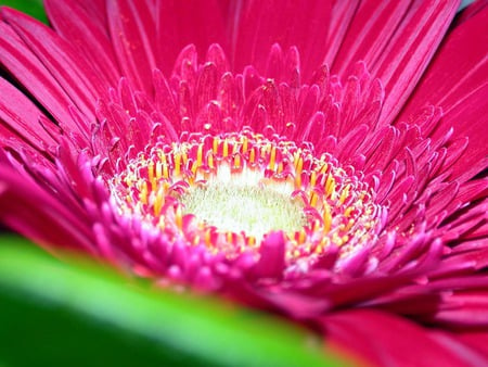 Bold and beautiful - garden, up close, scarlet flower