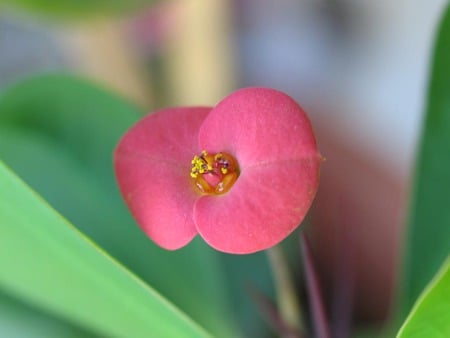 Single Pink Flower - garden, pink flower, green leaves