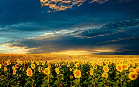 Sunflowers at sunset - nature, sunflowers, beautiful, field, sunset, dark sky, other