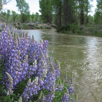 Purple flowers by the lake