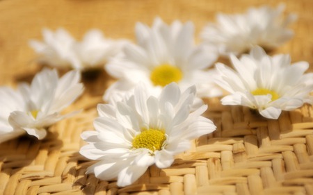 White Flowers in Wicker - wicker basket, white flowers, decoration