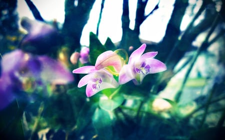 Wild Orchids - shade, wild flowers, trees, mauve orchids