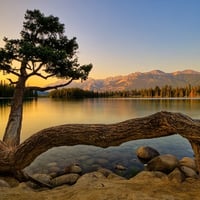 tarantula tree