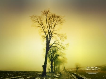 Tree lined track - trees, sunset sky, muddy, dirt track