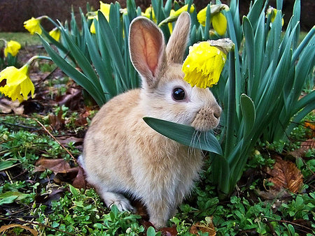 Bunny - bubby, blossoms, rabbit, animals, bunnies, flowers, daffodils