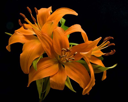 Orange lilies - lilies, flowers