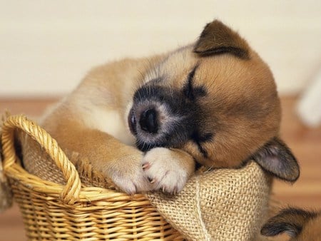 sweet dream - animals, dog