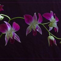 Orchids