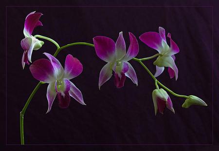 Orchids - orchids, flowers