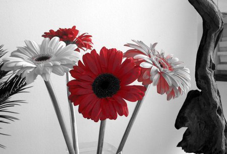 Red and white - flowers, 3d