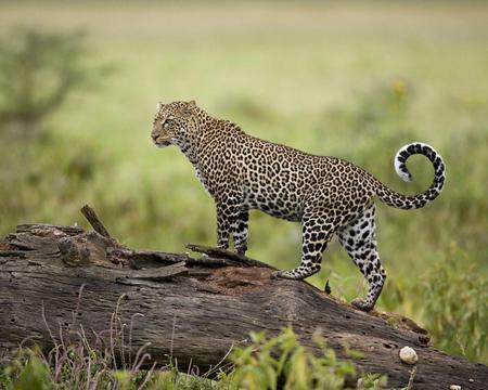 from the wild - leopard, in the wild, cat, on log