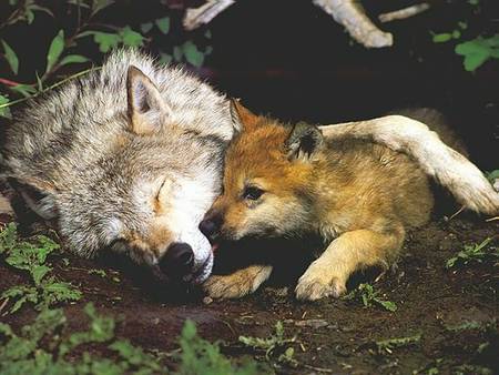 the wolf hug - mum and cub, the love of a mum