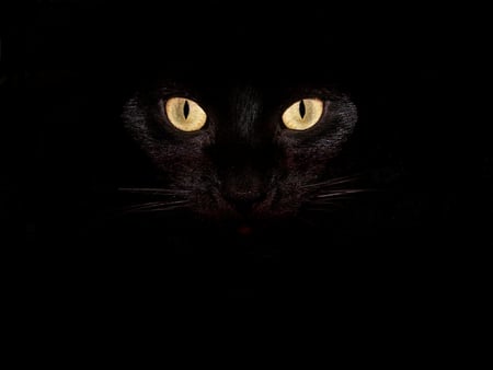 BLACK CAT'S EYES - black, eyes, cat