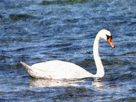 Swan - swan, manipulation, aquarel, photography, wallpaper