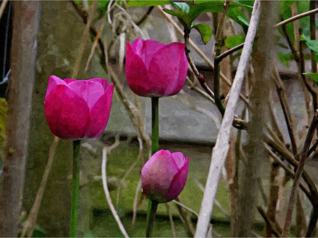 Tulips - pink, aquarel, photography, manipulation, tulip, wallpaper, flower