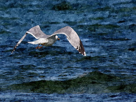 Seagull - bird, aquarel, photography, seagull, manipulation, wallpaper