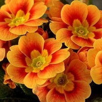 Orange flowers