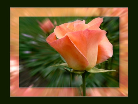 Orange rose - flowers, roses