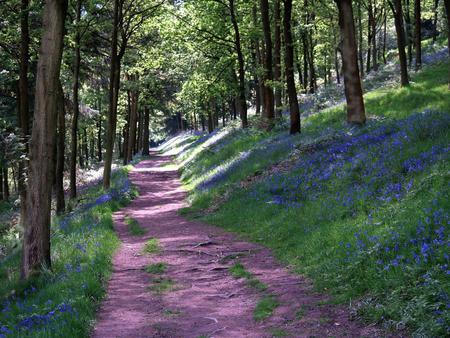 A walk with the bluebells - bluebells, nature