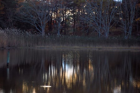 Dark wood - nature, forests