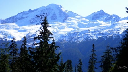 Mount Baker III - widescreen, trees, snow, washington, mountain