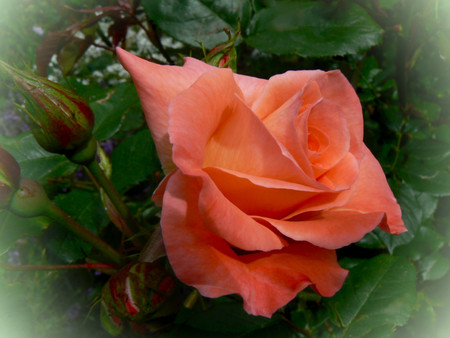 Apricot velvet - flowers, roses