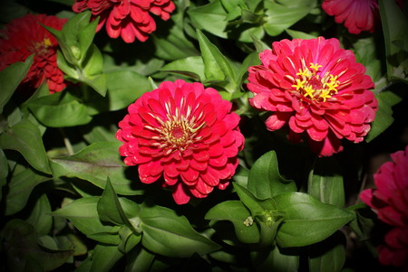 Flower - red flower, beautiful