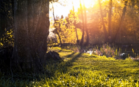 Nature - nature, leaf, tree, grass