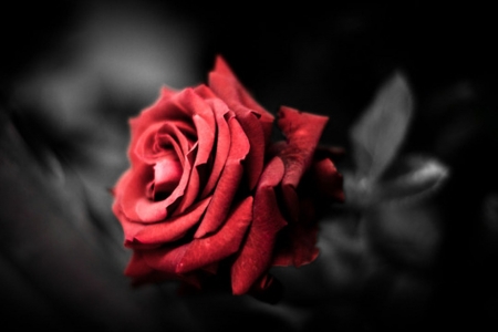 Rose - love, flowers, rose, red