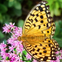 Butterfly on pink Flowers