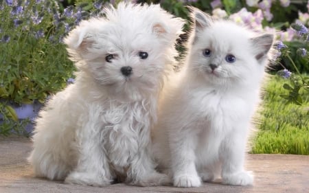 Cute Puppy and Kitten - puppy, cat, dog, animal, cute, kitten