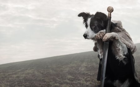 The knight - black, by sanda, white, animal, winter, border collie, sword, dog