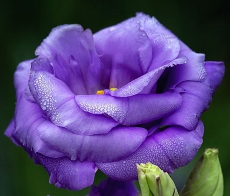 Blue Lisanthis - nature, lisanthis, petals, blue, wet, flowers