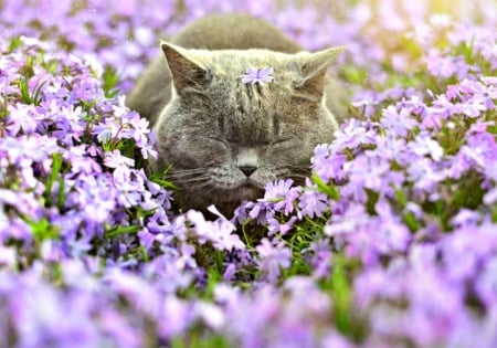 Cat - purple, cat, pink, animal, field, cute, flower