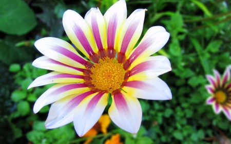 Aster - nature, nice, aster, flowers