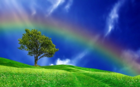 Beautiful field - rainbow, sky, summer, field, tree, artistic