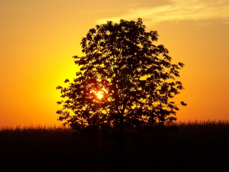 Beautiful Sunser - nature, sky, silhouette, trees, evening, orange, sunset, dusk