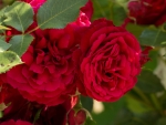 Red roses