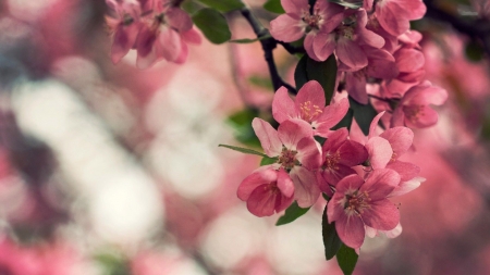 Apple Blossoms - twig, tree, fruits, spring