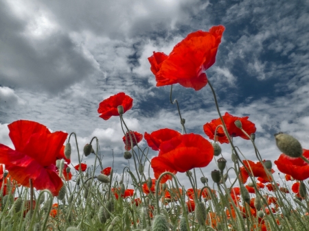 Poppyfield - buds, blossoms, landscape, red, petals, clouds