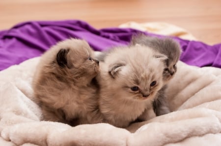 Babies Kittens - animal, kittens, cute, babies, cat