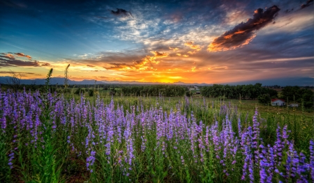 Louisville, Colorado - usa, flowers, clouds, landscape, colors, mountains, sun, sky