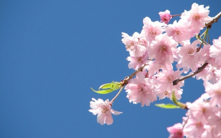 Clear Blue Sky - blossoms, petals, twig, tree, cherry